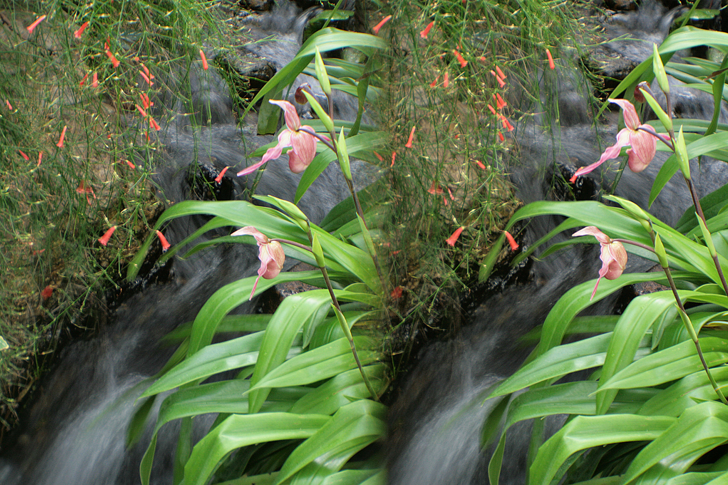 3D-copyright-blvang-ladyslipper.jpg