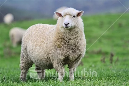 Sheep, Beef & Deer