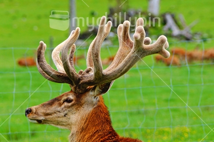 Deer