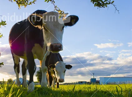 Dairy