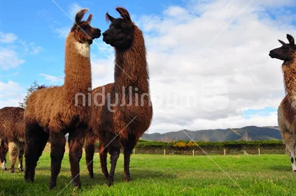 Alpacas & Llamas