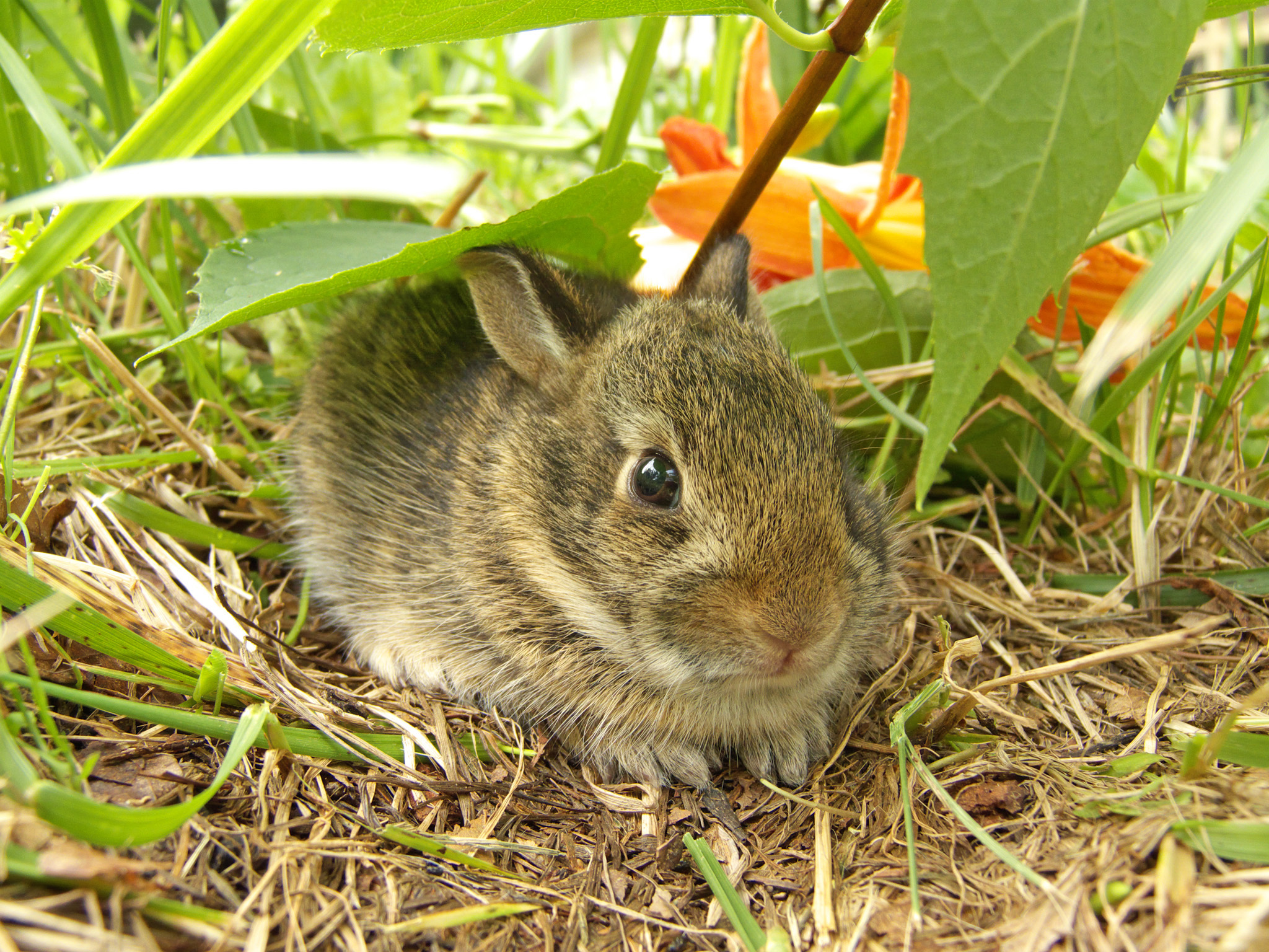 Rabbit Care