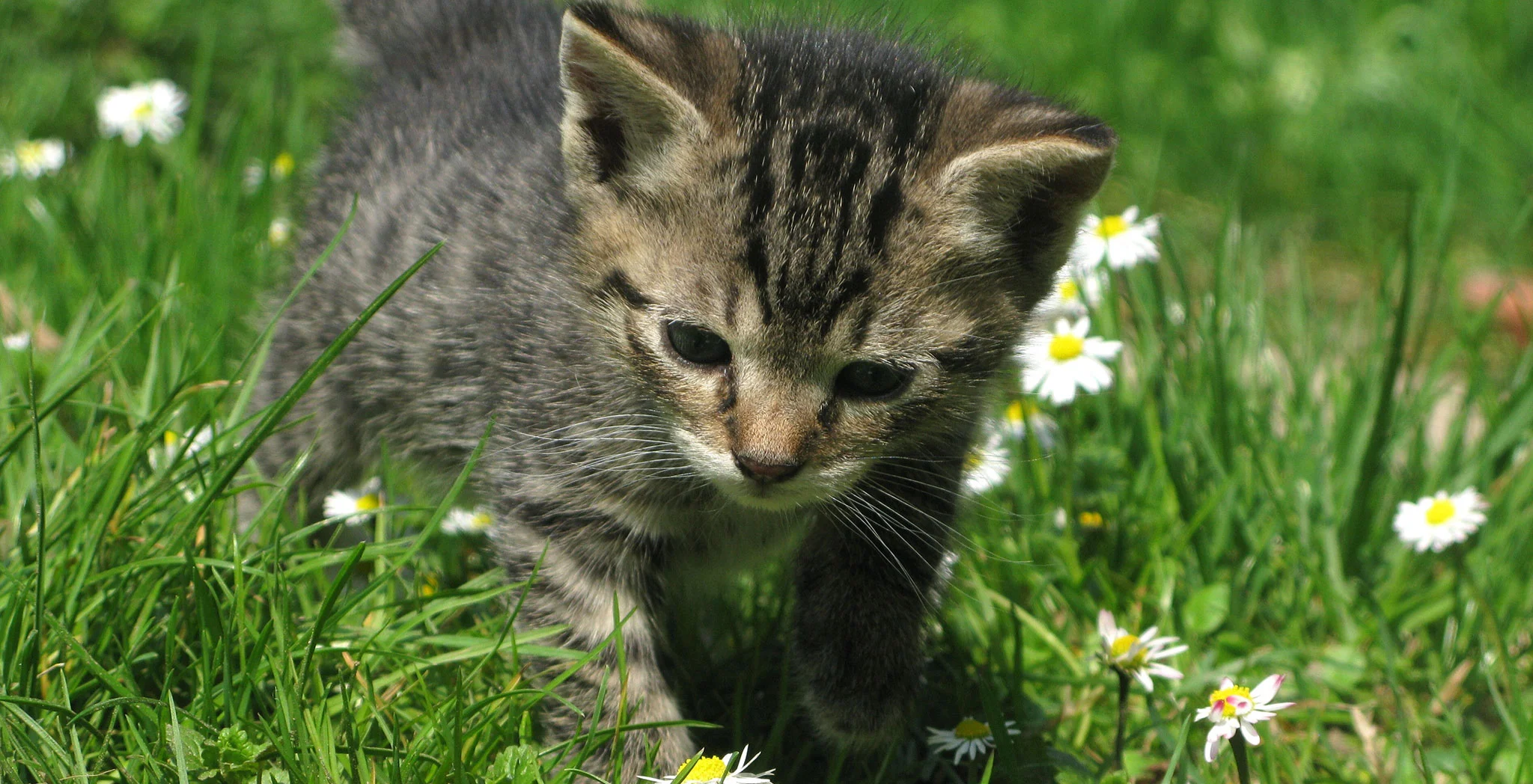 kittens-bg.jpg