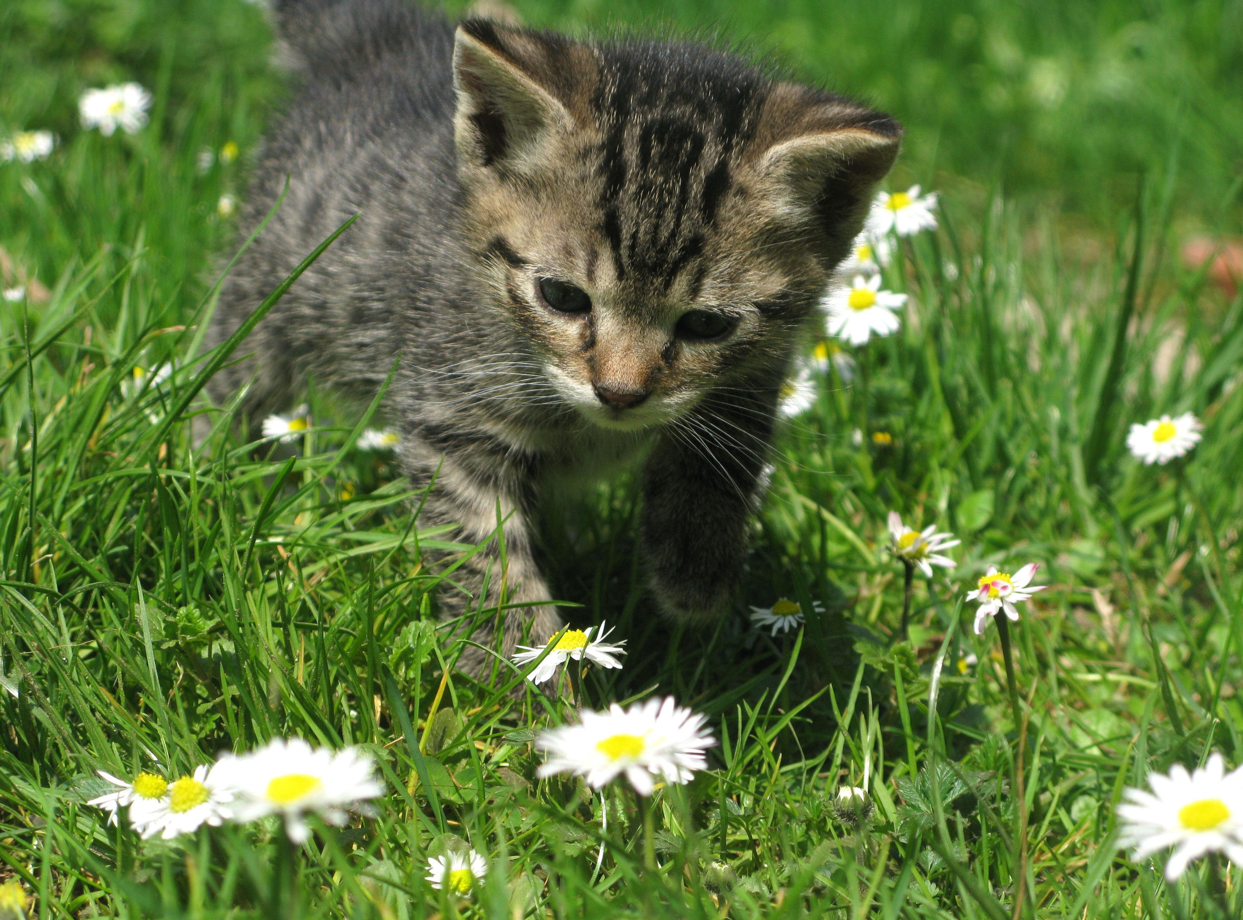 Adopting a Tiny Tigers