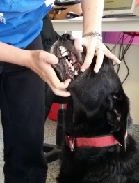 Bella (one of our unofficial clinic mascots) is displaying here how to check your dog’s (or cat’s!) teeth.
