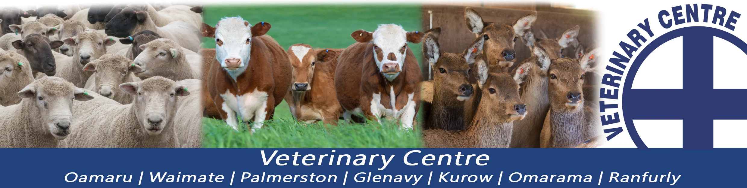 Sheep, beef & deer cows.3.jpg