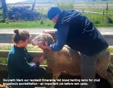 Ewesnews case study.jpg