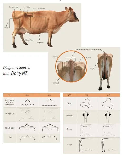 Mooznews case study.jpg