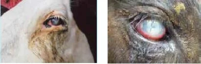 Mooznews case study.jpg