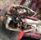 Ewesnews case study.jpg