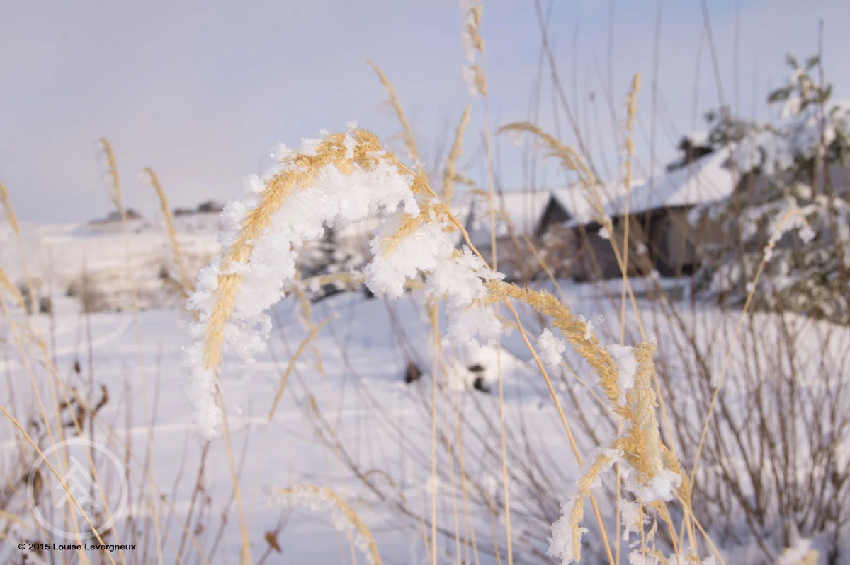 © 2015 Louise Levergneux, December in Avimor, Idaho