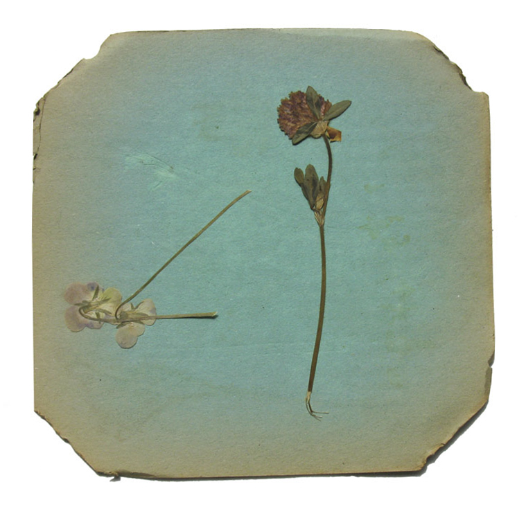© 2013 Vera Greenwood, Flower Press 3