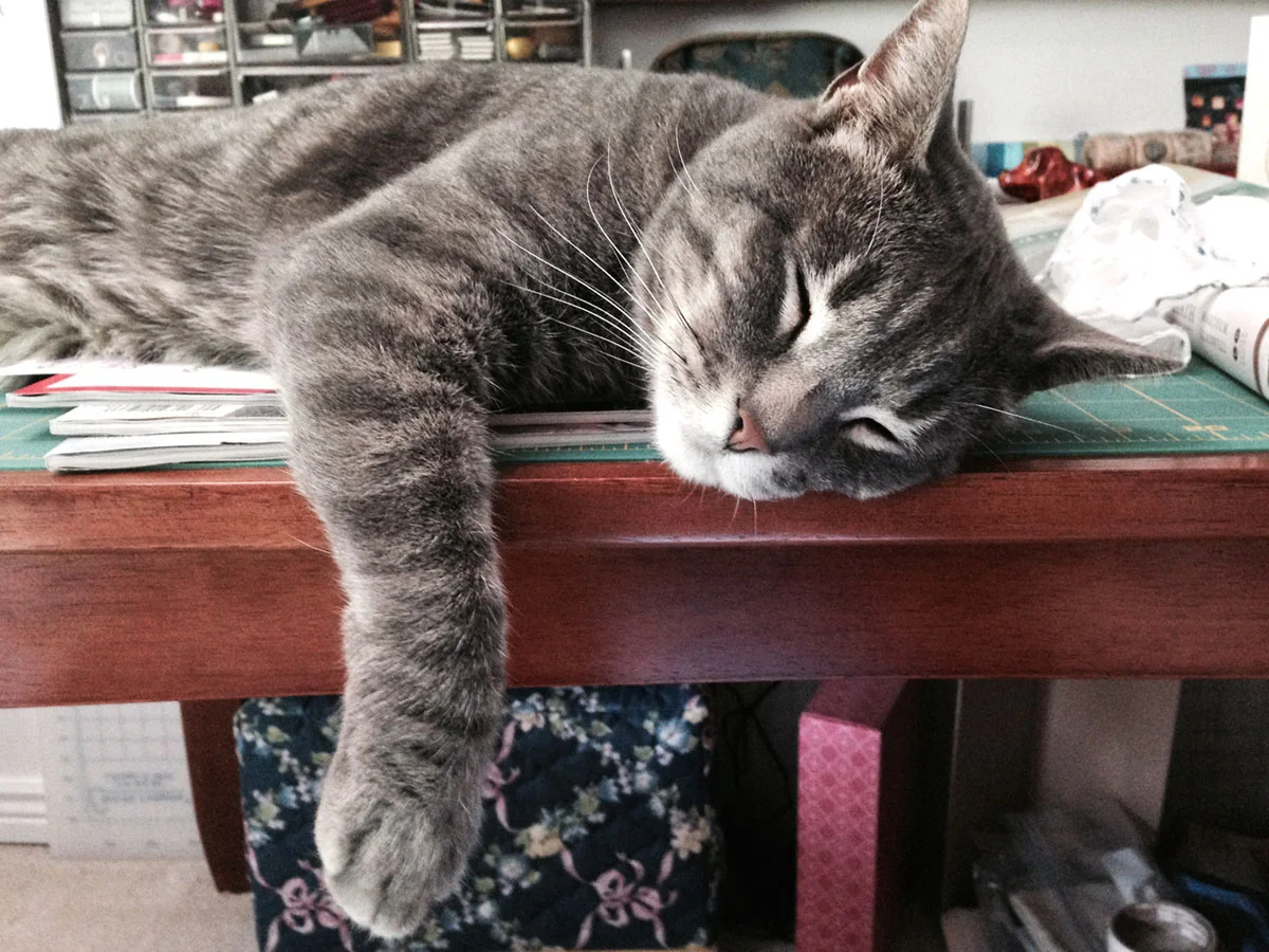 © 2016 Dana Ryan Perez, Mr Studio Dude snoozing! 