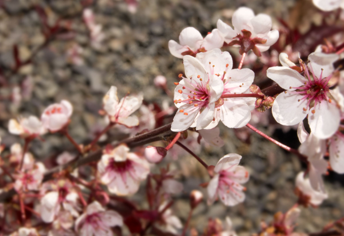 © 2017 Louise Levergneux, Spring around Avimor in Boise, Idaho
