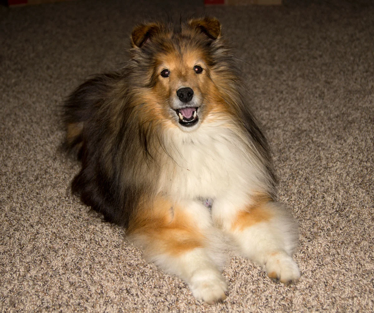© 2017 Louise Levergneux, Kenzie Rogers, my Sheltie fix for the last seven months