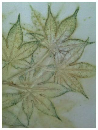 © 2017 Dana Ryan Perez, Sustainable Botanical Prints is the title of Dana’s three-year adventure. This piece is a Japanese Maple print from her Salt Lake home garden. It is steam and pressure printed to extract the natural pigments in the leaves, printed on Lettra paper. No chemicals involved.