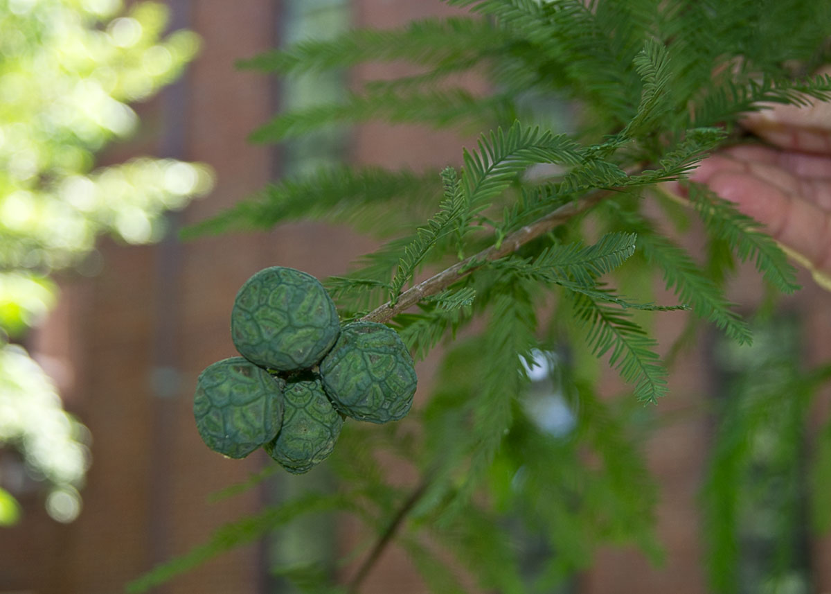 © 2017 Louise Levergneux, Bald Cypress cones