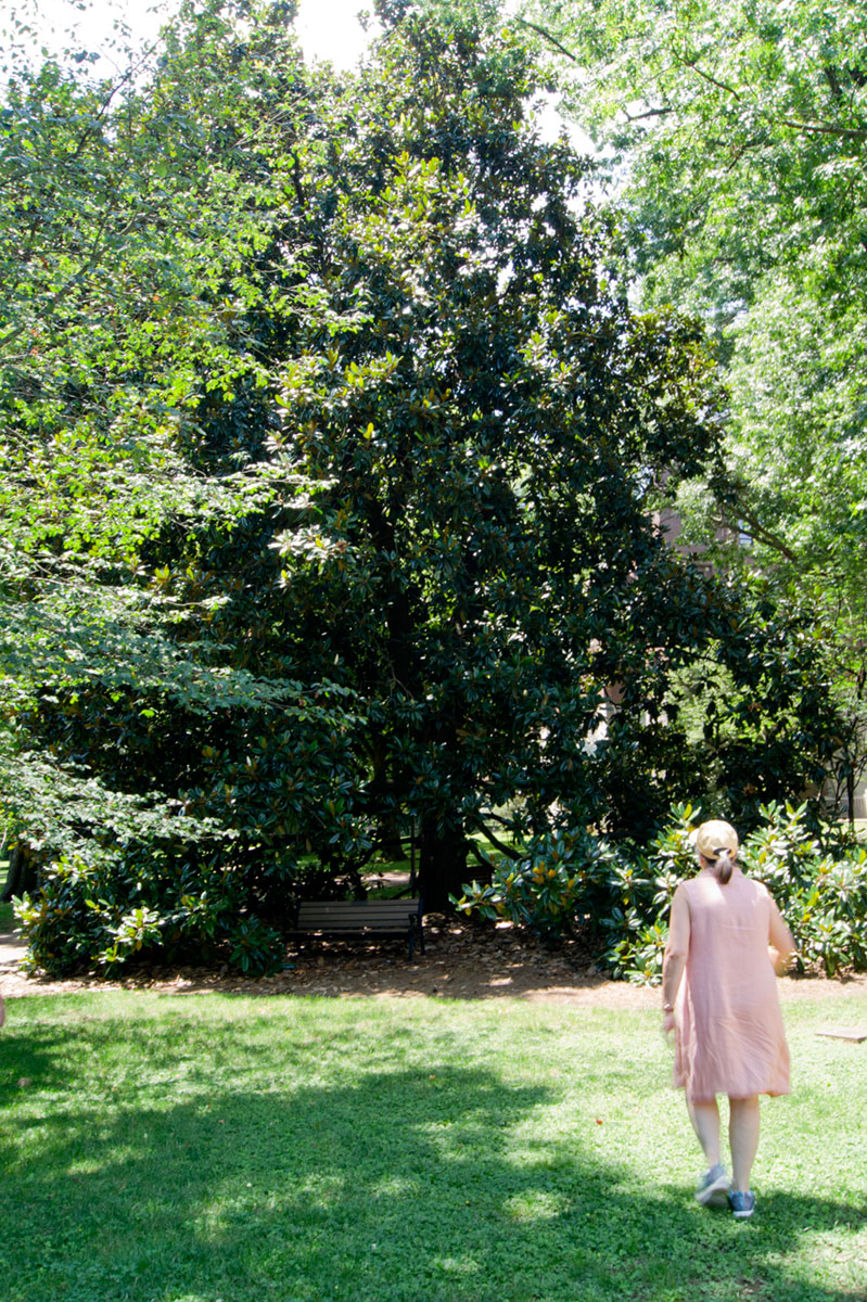 © 2017 Louise Levergneux, biggest Southern Magnolia on the Vanderbilt campus