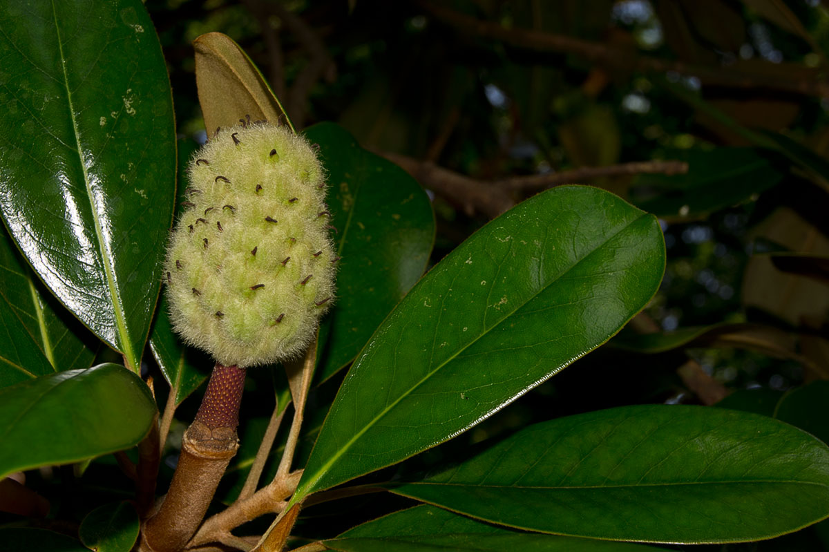 © 2017 Louise Levergneux, Southern Magnolia fruit