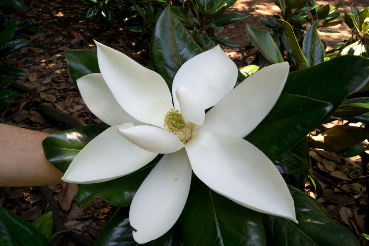 © 2017 Louise Levergneux, Southern Magnolia opened flower