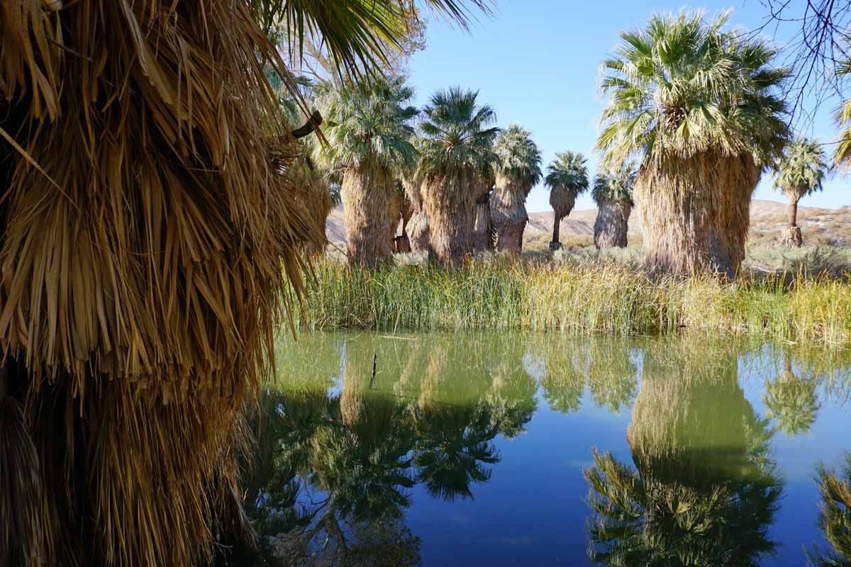 © 2017 Louise Levergneux, Coachella Valley Preserve - Thousand Palms Oasis Preserve in Riverside County, California