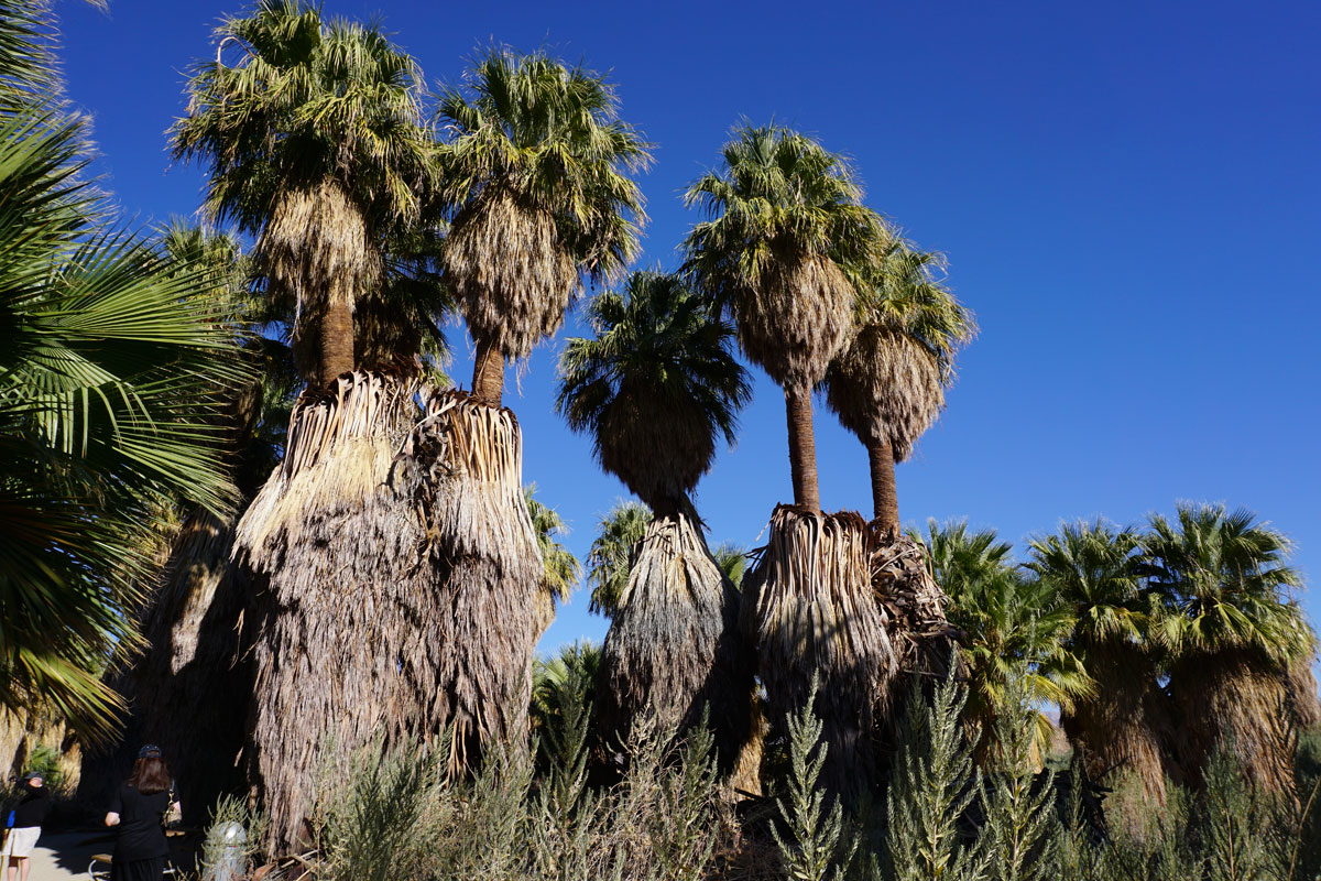 © 2017 Louise Levergneux, Thousand Palms Oasis