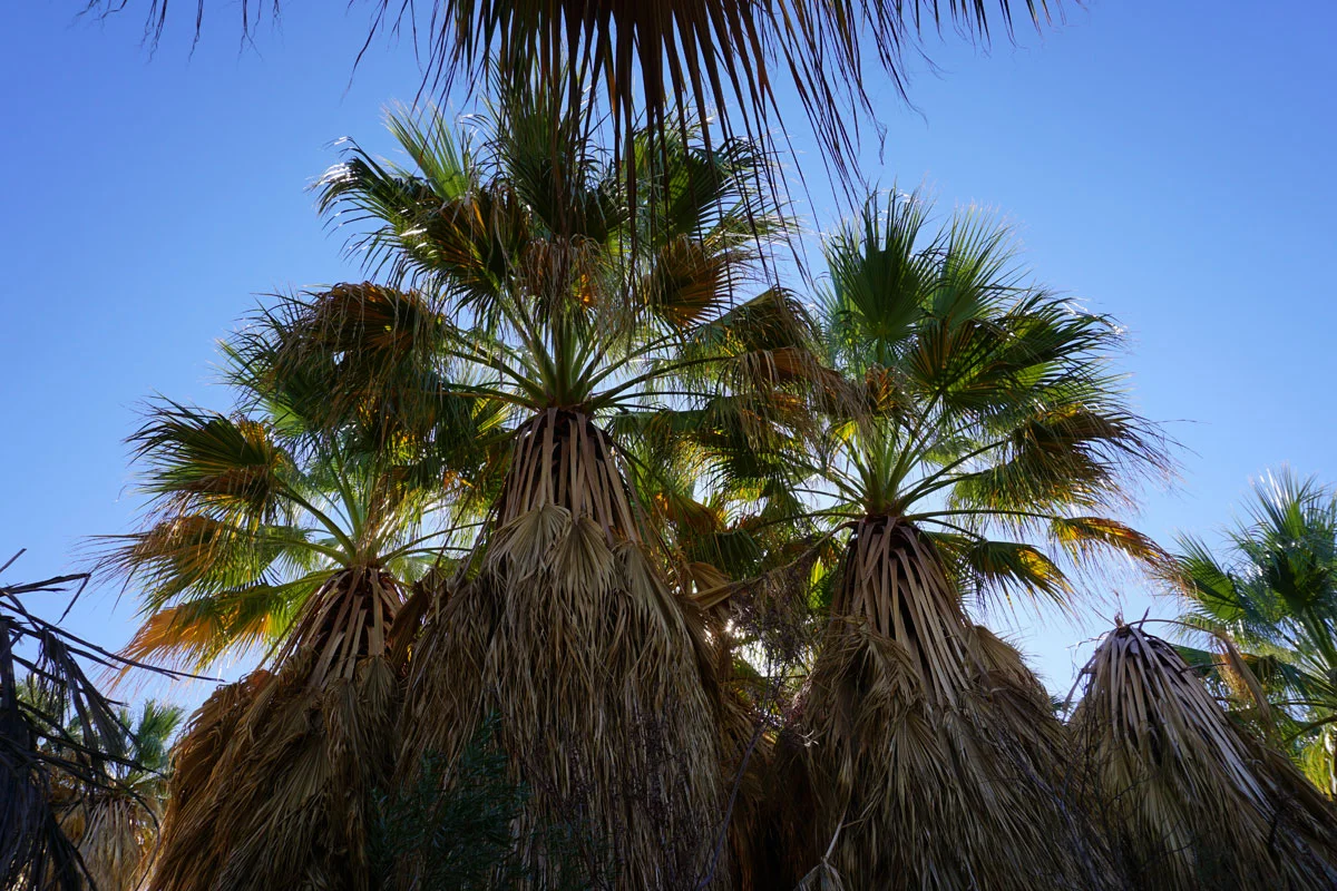 © 2017 Louise Levergneux, Thousand Palms Oasis