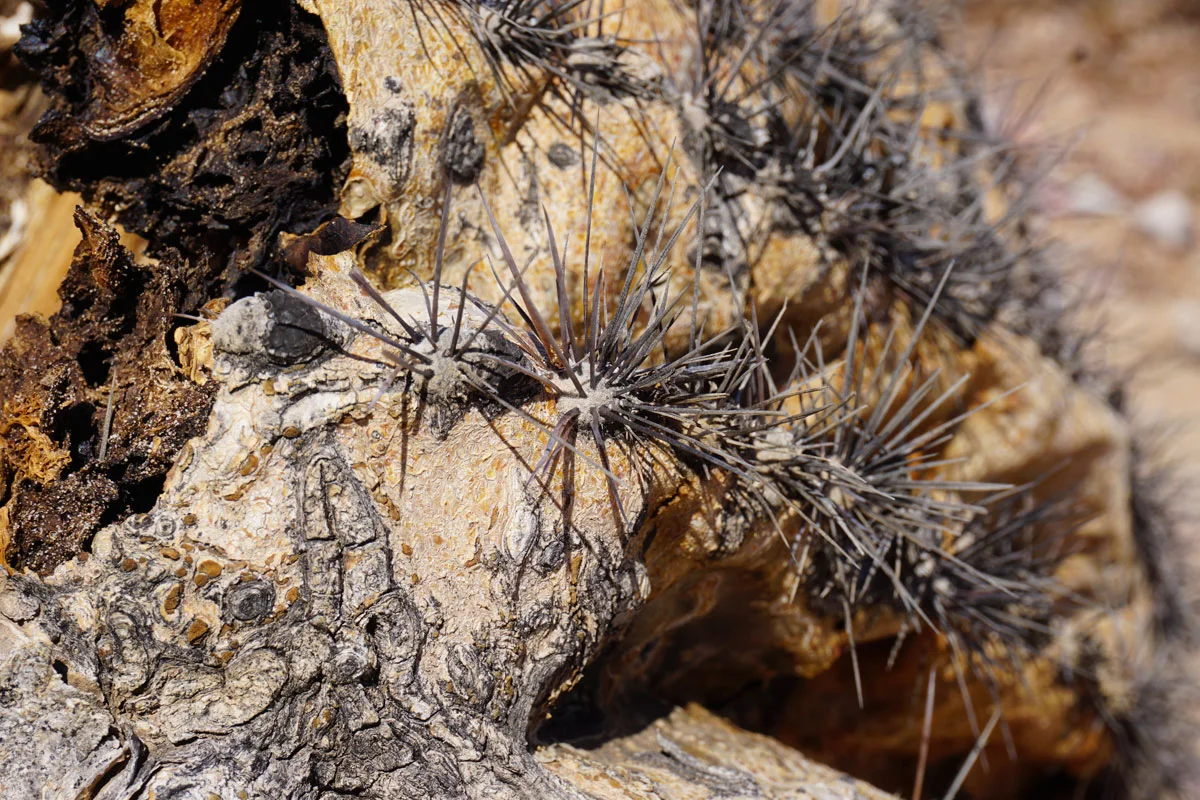 © 2018 Louise Levergneux, cactus at the Painted Rock Petroglyph Site, Gila Bend