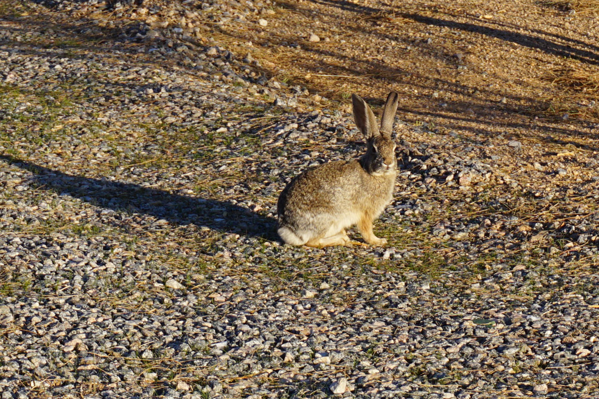 © 2018 Louise Levergneux, a rabbit looking on in Congress, Arizona