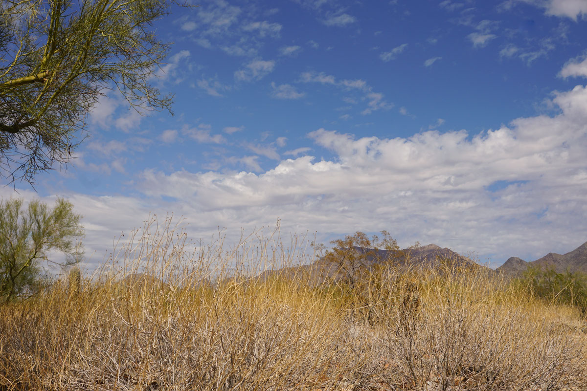 001FLW01 Taliensen-West,-Phoenix,-AZDSC01340.jpg