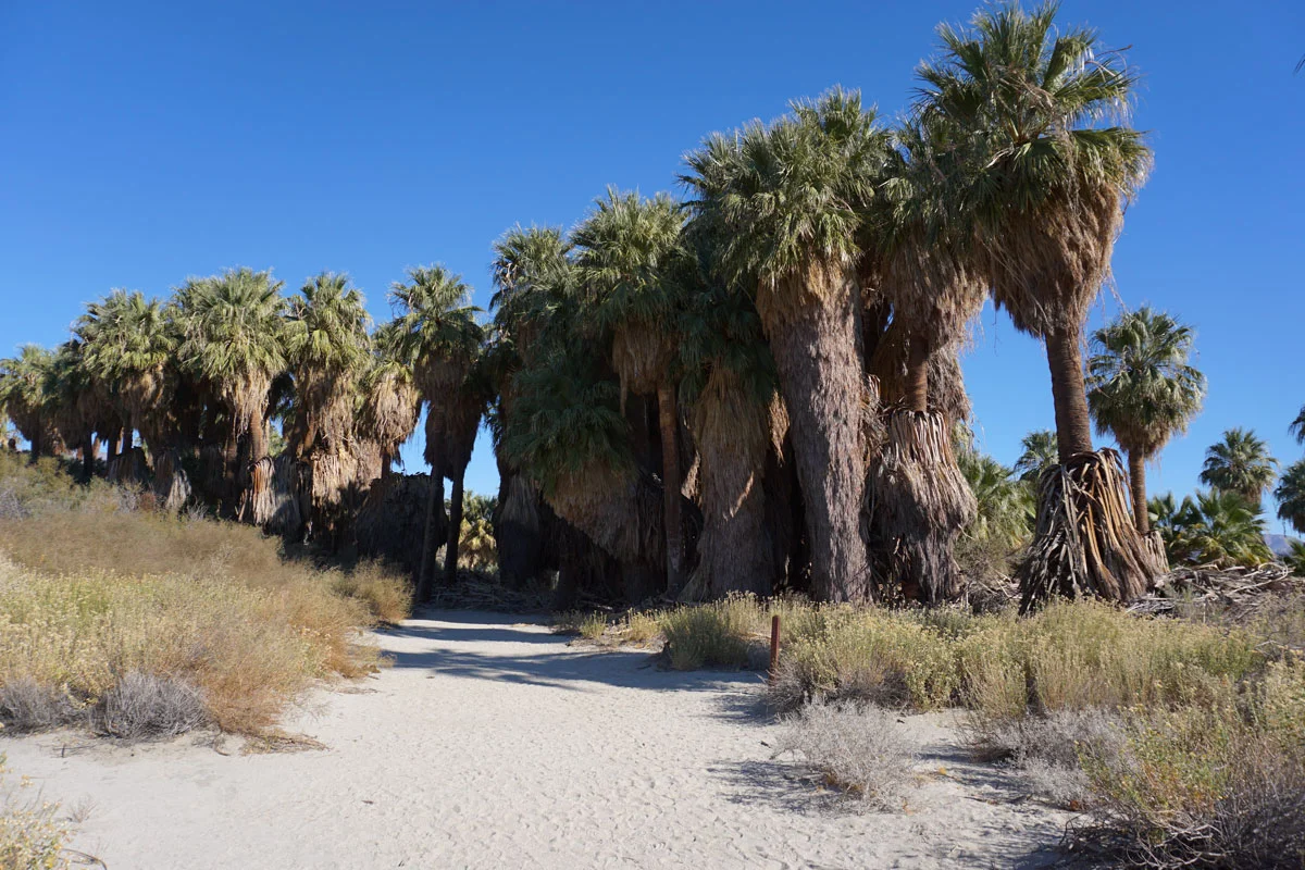 © 2017 Louise Levergneux. Coachella Valley Preserve Thousand Palms Oasis, California, beautiful sand and one rock! / Oasis des mille palmiers dans la réserve de la vallée de Coachella, Californie, beau sable et une roche !