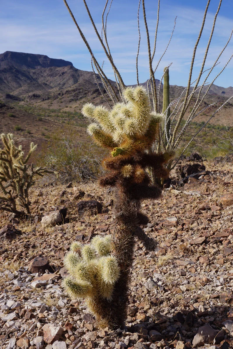 © 2018 Louise Levergneux. Cholla cactus, Ocotillo and Saguaro Cacti in the background, Sonoran Desert. / Un cactus Cholla, Ocotillo et des cactus Saguaro en arrière-plan, Désert de Sonora.
