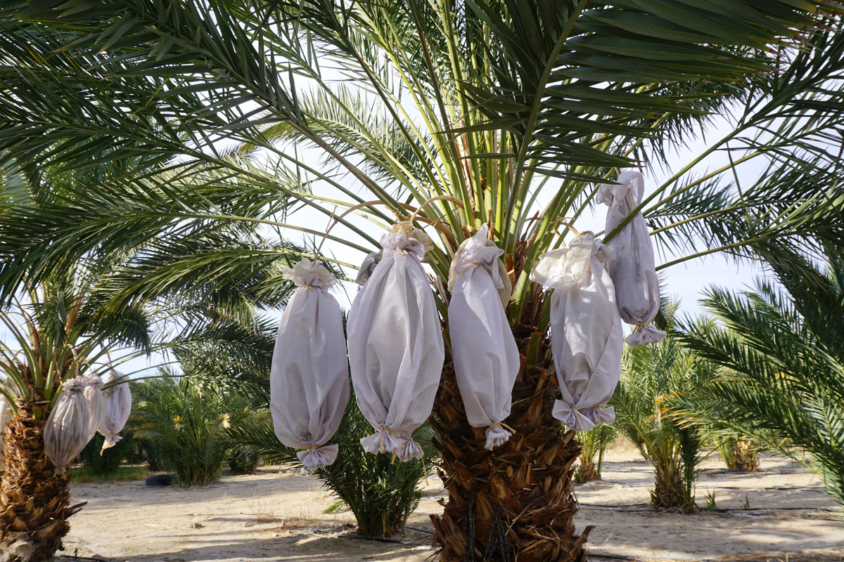 © 2017 Louise Levergneux. Sam Cobb Date Farm where we tasted and purchased dates, Desert Hot Springs, California. / La ferme Sam Cobb Date où nous avons goûté et acheté des dattes, Desert Hot Springs, Californie.
