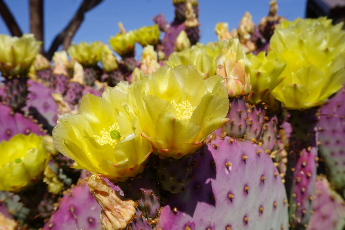© 2018 Louise Levergneux. Violet prickly pear at the KOA in Gila Bend, Arizona. / Des figues de Barbarie violette au camping KOA à Gila Bend, Arizona.