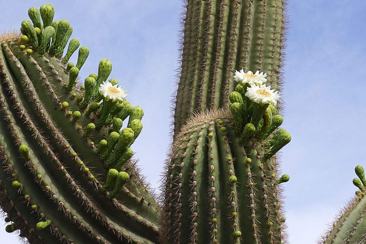 © 2018 Louise Levergneux. Flowering Saguaro cactus in Maricopa, Arizona. / Un cactus Saguaro en fleurs à Maricopa, Arizona.