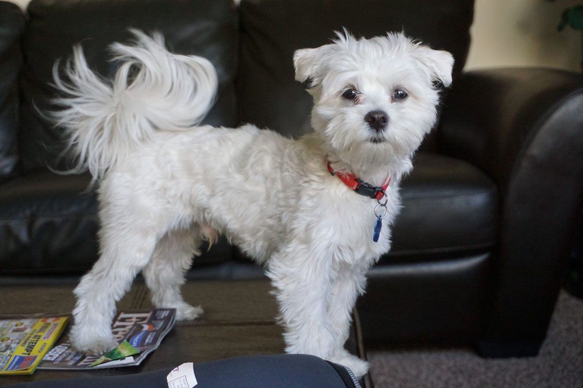 © 2018 Louise Levergneux. Introducing Toni, Marty, Linda and Kaden's new family member. / On vous introduit Toni, le nouveau membre de la famille à Marty, Linda et Kaden.