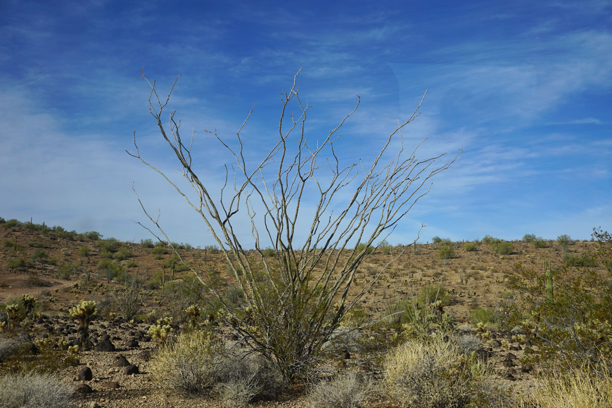 © 2018 Louise Levergneux. Sonoran Desert, Arizona. / Le Désert de Sonora en Arizona.