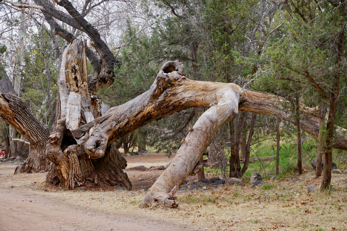 © 2018 Louise Levergneux, Sedona, Arizona. trees give me hope and comfort
