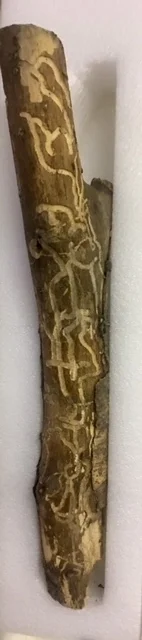 © 2018 Judith Serling-Sturm, when I found this stick, I immediately began thinking about how all creatures leave their mark in the world, how we create and at the same time possibly destroy as we strive for a meaningful life.