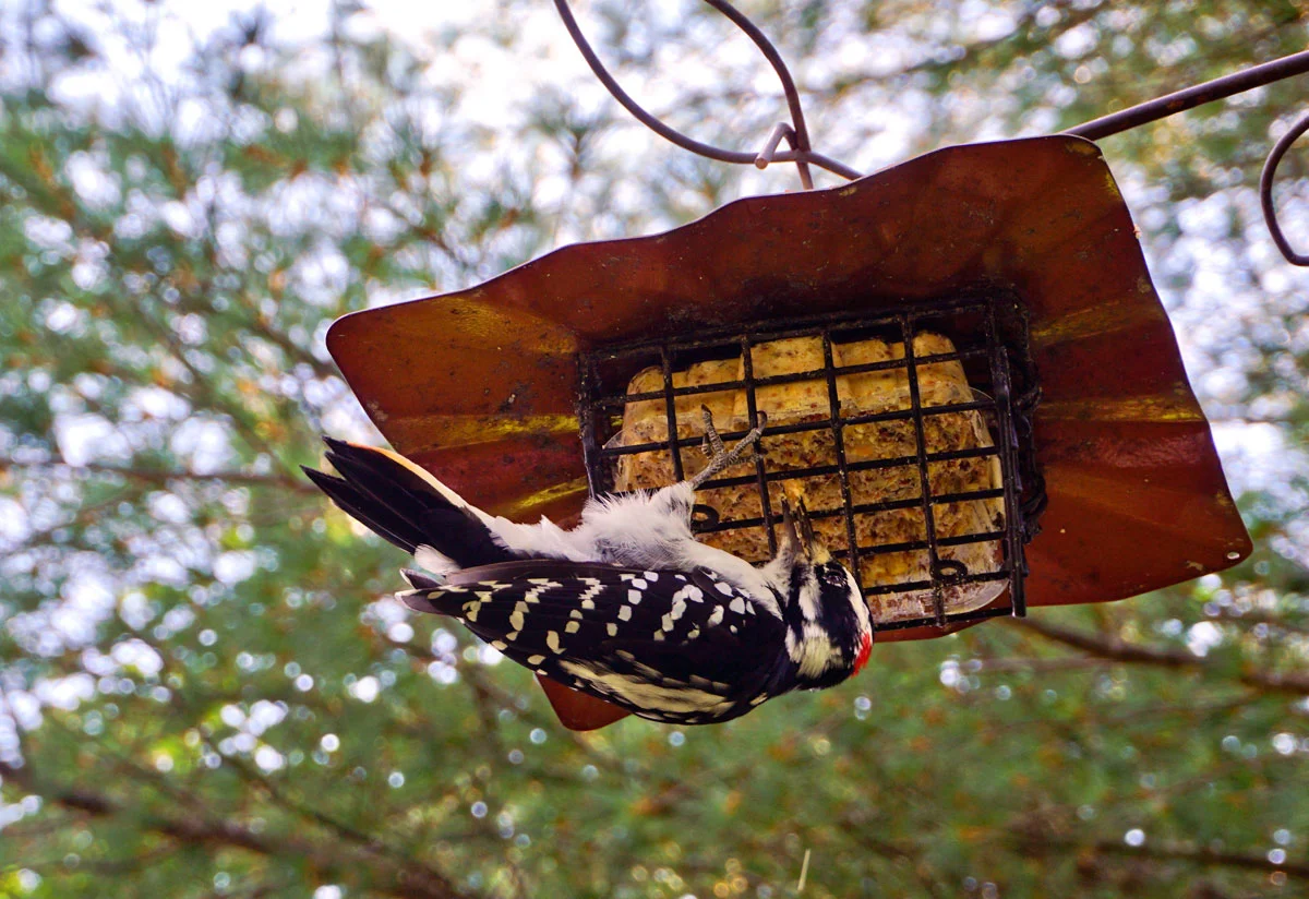 © 2018 Louise Levergneux. Birds were of interest for me this summer. A Woodpecker visiting at my brother Denis’ cottage in Notre-Dame-du-Laus, Québec.