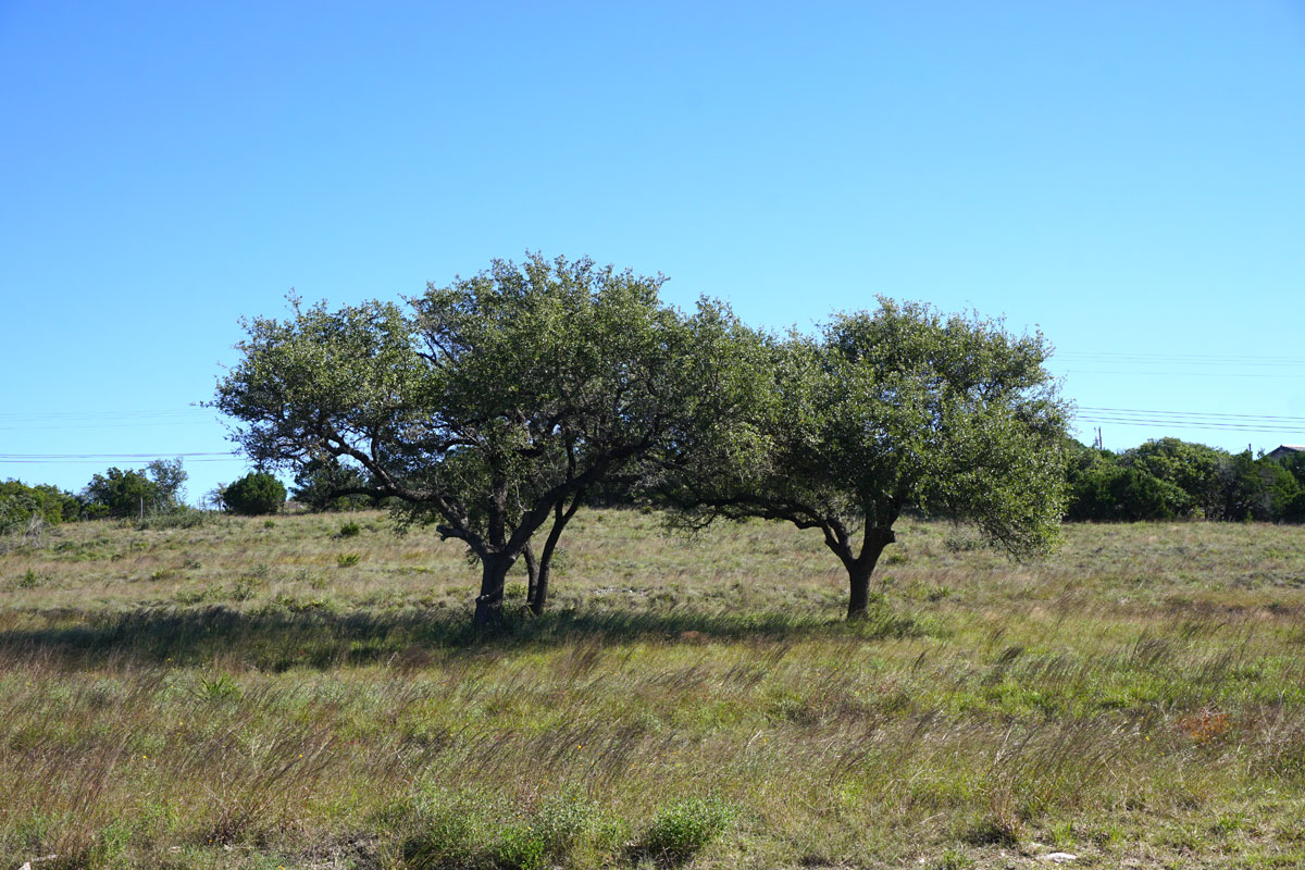 © 2018 Louise Levergneux. Quercus Virginiana in a field in Dripping Springs, Texas