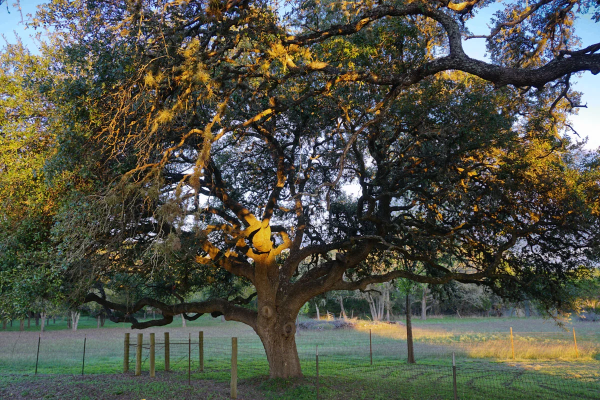 © 2018 Louise Levergneux. Quercus Virginiana on ranchland in Lexington, Texas