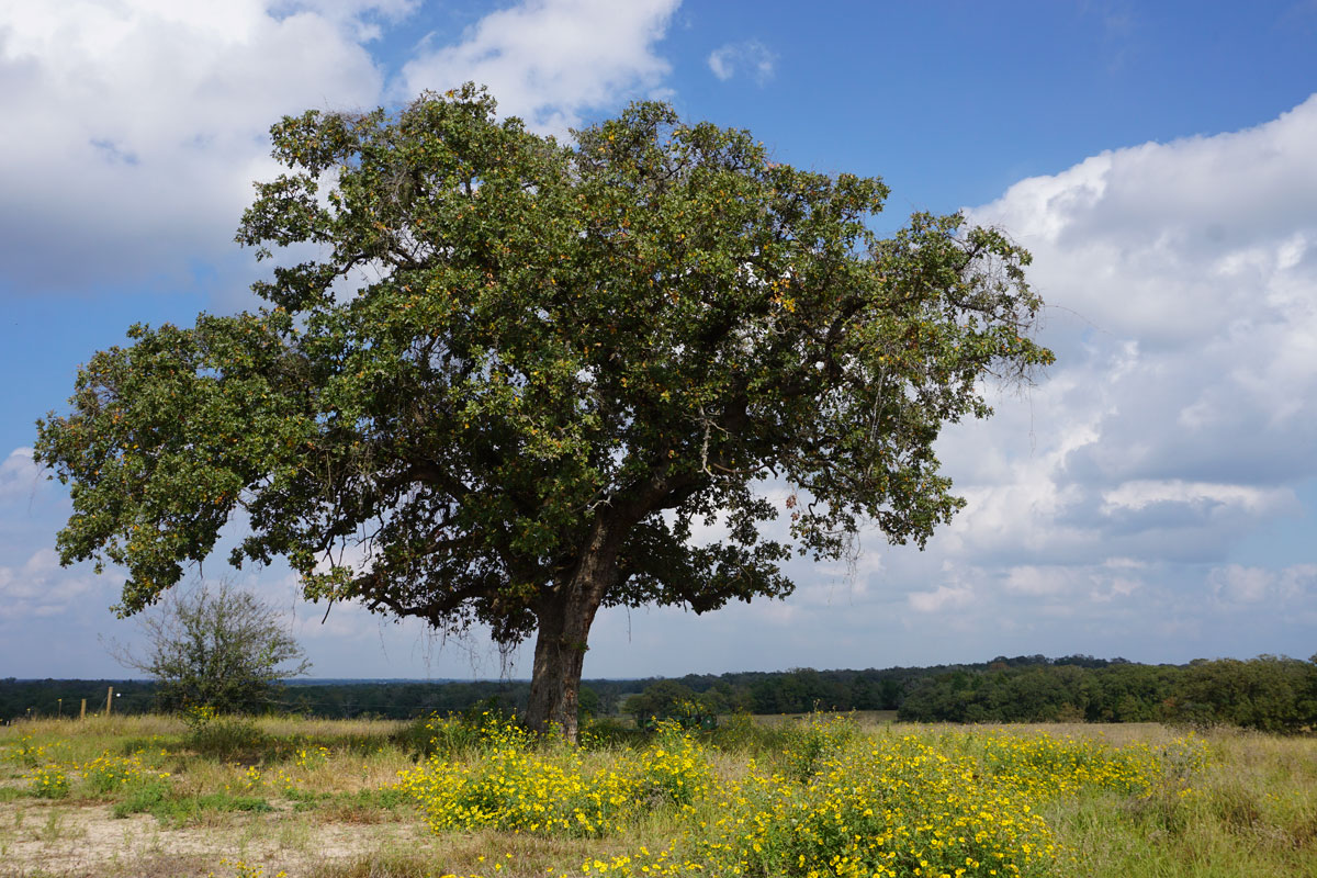 © 2018 Louise Levergneux. A Live Oak in Dripping Springs, Texas