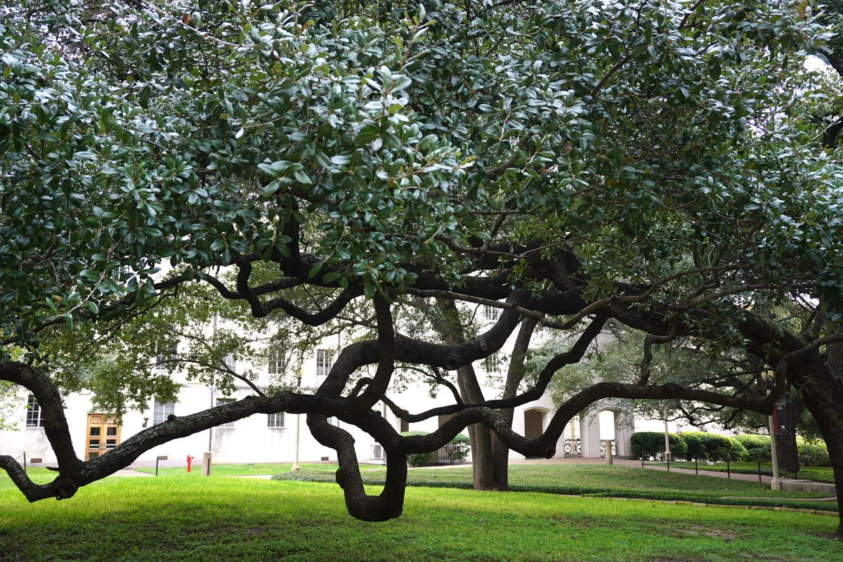 Quercus Virginiana Blog Louise Levergneux