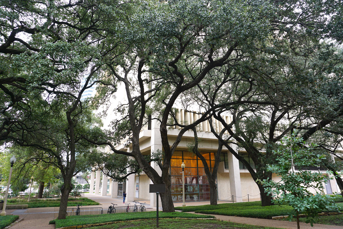 © 2018 Louise Levergneux. Quercus virginiana trees on the North side of The Ransom Center.