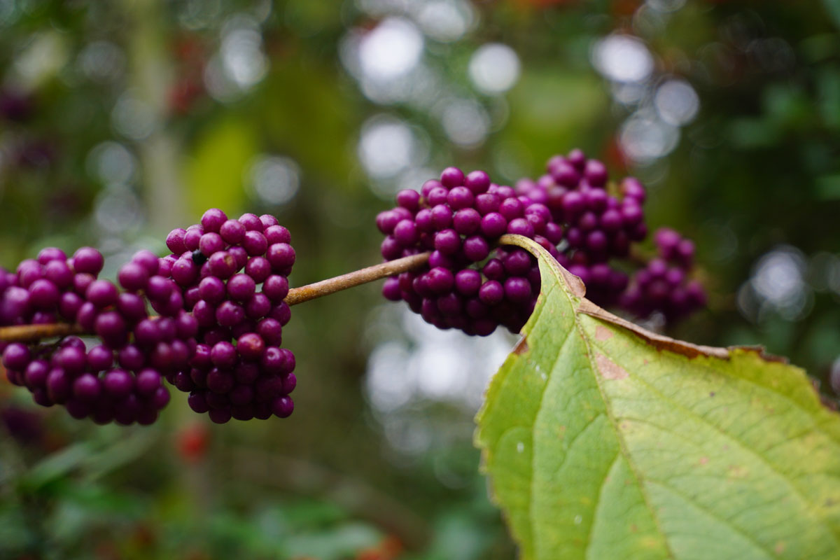 © 2018 Louise Levergneux. American Beautyberry (Callicarpa-Americana) is a Texas native shrub of the Blackland Prairie in Central Texas, also known as French mulberry, sourbush, bunchberry, or purple beauty berry. This bush is also found on campus.