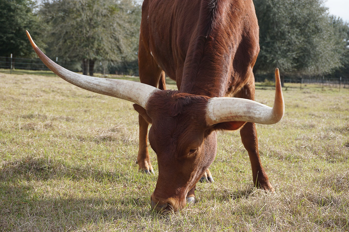 © Louise Levergneux. I enjoyed the four legged creates of Texas.