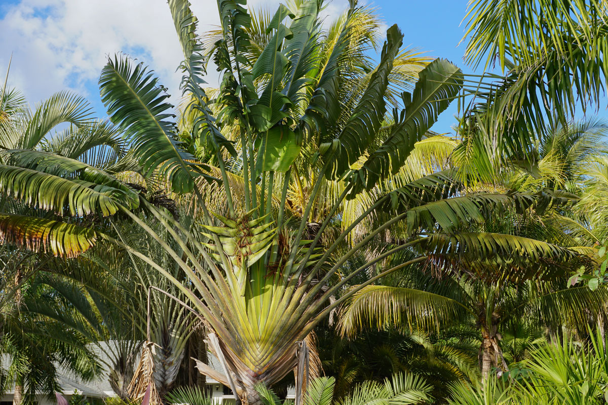 © 2019 Louise Levergneux. Travelers Palm Tree, Bokeelia, Pine Island. / Le palmier voyageur à Bokeelia, Pine Island.
