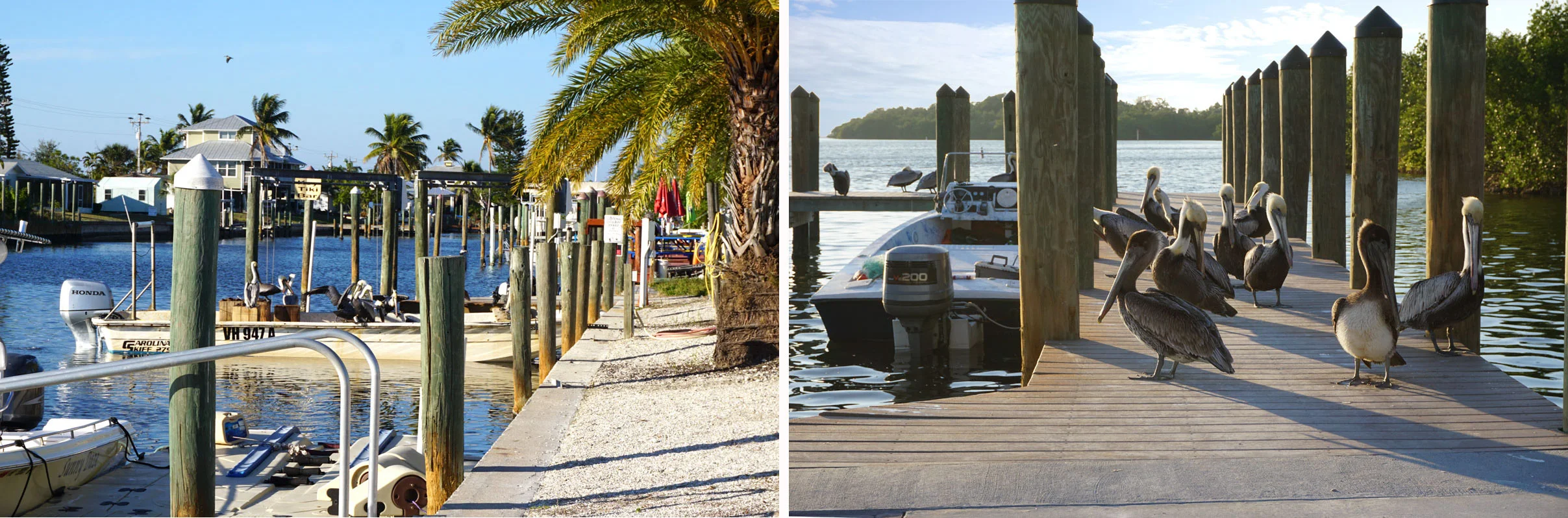 © 2019 Louise Levergneux. Amused by the pelicans in St James City, Pine Island. / Amusé par les pélicans à St James City, Pine Island.