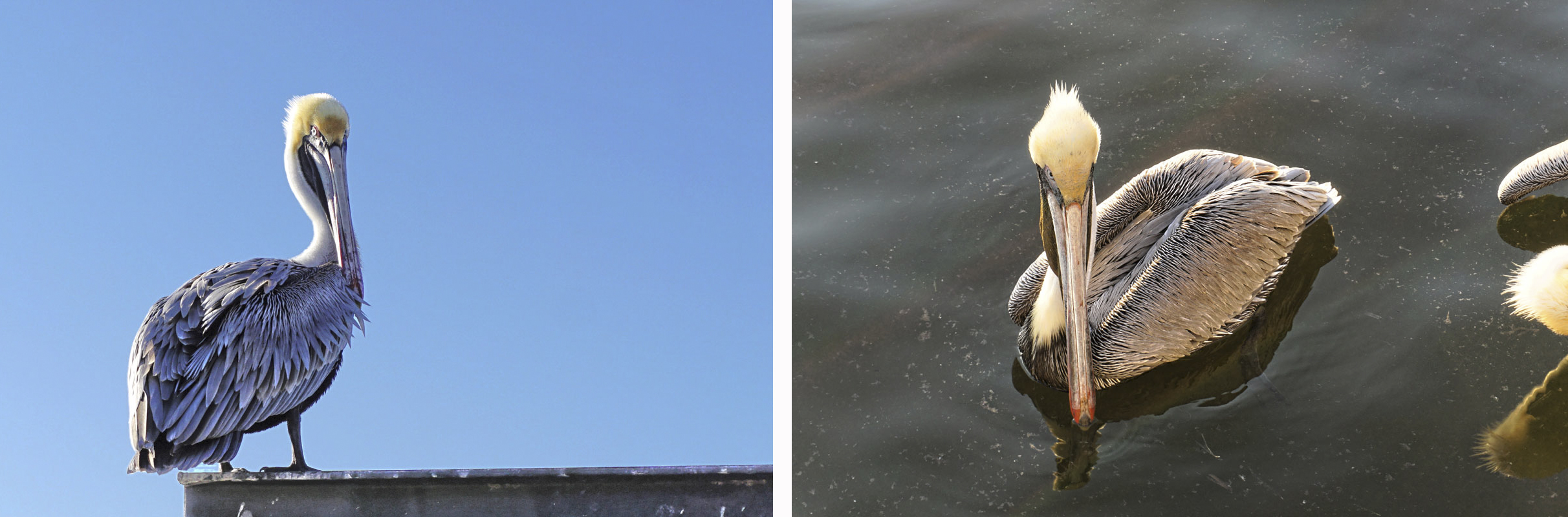 © 2019 Louise Levergneux. Brown Pelicans in St James City, Pine Island. / Le pélican brun à St James City, Pine Island.